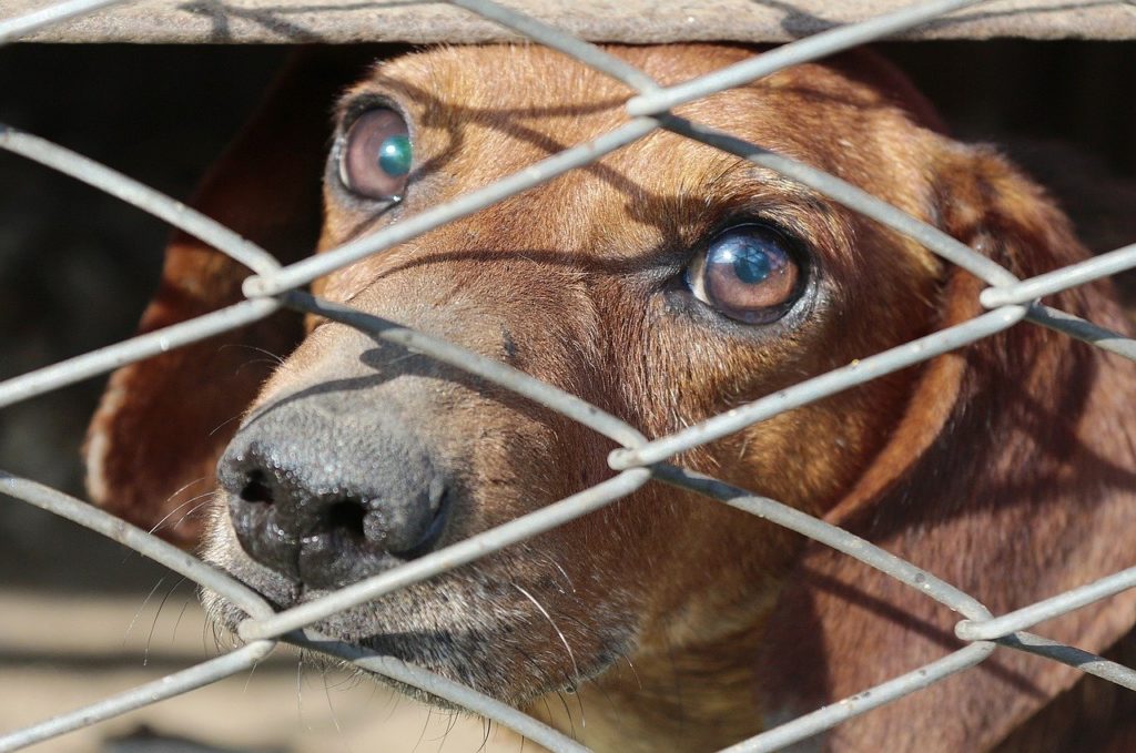 April is Animal Cruelty Awareness Month | Winterset Veterinary Center